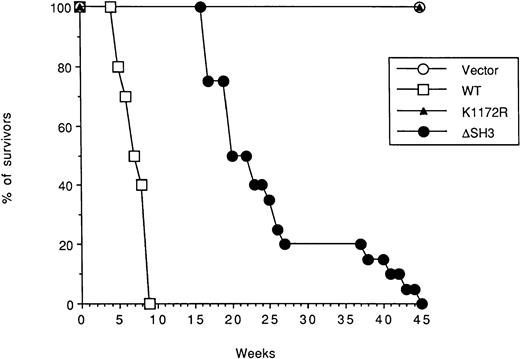 Fig. 4. Survival curves of mice injected with BCR/ABL-expressing 32D cells. SCID mice (5 mice/clone) were injected intravenously with 5 × 106 cells from each of the 4 clones analyzed expressing the indicated protein or carrying the empty vector. (○) Vector, (□) WT, (▵) K1172R, and (•) ▵SH3.