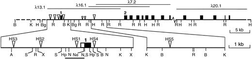 Fig. 1. The murine vav locus and DNase I hypersensitive sites. Cloned genomic sequences are shown as a solid line, with the relevant phage clones above. An uncloned gap of approximately 5 kb lies between λ7.2 and λ20.1. Approximate positions of exons (shown as boxes) were assigned by Southern blotting of enzyme-restricted phage clones using cDNA fragments as probes; only the first and second of at least 14 exons are numbered. The major DNase I hypersensitive sites are indicated by large triangles and minor, inconsistent sites are indicated by small triangles. The expanded map shows the positions of the five major HS sites in more detail, with the 5′ UTR of exon 1 depicted as an open box and the coding region filled. The bar below indicates the sequenced proximal promoter region (see text). Abbreviations: A, Ava I; B, BamHI; Bg, Bgl II; Hp, Hpa I; H, HindIII; K, Kpn I; N, NcoI; Ne, Nae I; R, EcoRI; S, Sac I; X,Xba I. Not all sites for these enzymes are shown.