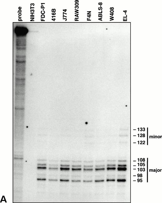 Fig. 3. Characterization of the vav promoter. (A) RNase protection analysis showing major and minor clusters of transcriptional initiation sites for the vav gene in lymphoid (EL-4, W408, and ABLS-8), erythroid (F4N), monocytic (RAW309 and J774), and early myeloid (416B and FDC-P1) cells. No transcripts were detected in NIH3T3 fibroblasts. The length of each protected fragment, numbered from the ATG translation start, was determined from a sequencing reaction run in parallel (not shown). The undigested probe was 356 bp in length.