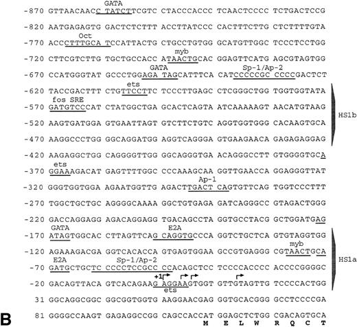 Fig. 3. Characterization of the vav promoter. (A) RNase protection analysis showing major and minor clusters of transcriptional initiation sites for the vav gene in lymphoid (EL-4, W408, and ABLS-8), erythroid (F4N), monocytic (RAW309 and J774), and early myeloid (416B and FDC-P1) cells. No transcripts were detected in NIH3T3 fibroblasts. The length of each protected fragment, numbered from the ATG translation start, was determined from a sequencing reaction run in parallel (not shown). The undigested probe was 356 bp in length.