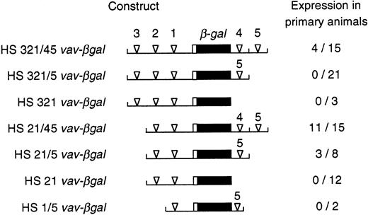 Fig. 5. Expression of vav-βgal transgenes in primary transgenic animals. For the indicated reporter constructs, the proportion of primary animals that showed any β-gal+cells in the blood is given. The constructs analyzed were those used in the stable transfection experiments (see Fig 4), plus others containing an additional intronic hypersensitive site (HS4), also placed 3′ of the polyadenylation site in the reporter gene.