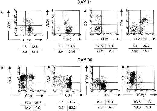 Fig. 2. CD34++Lin− UCB cells generate T, NK, and dendritic cells in the FTOC. Flow cytometric analysis of thymocytes recovered from FTOC initiated with freshly sorted CD34++Lin− UCB cells. Cells were stained with CD1 PE, CD2 FITC, CD3 PE, CD4 PE, CD8α FITC, CD34 PE, CD38 FITC, CD45 FITC, CD56 PE, HLA-DR FITC, and anti-TCRγδ FITC. Dot plots show staining of live, human cells recovered after 11 (A) and 35 (B) days of culture. The values in the crosses indicate the percentage of cells present in the corresponding quadrant. Quadrants were set to include 99% of the cells stained, with isotypic control antibody in the lower left quadrant, except for the CD4 PE versus HLA-DR FITC dot plot in (A), in which quadrants are set to contain the CD4++HLA-DR++ dendritic cells in the upper right quadrant. The data shown are representative of eight independent experiments.