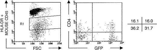 Fig. 4. Transduced CD34++Lin− UCB cells generate dendritic cells expressing high levels of GFP in FTOC. Flow cytometric analysis of thymocytes recovered from FTOC initiated with transduced CD34++Lin− UCB cells that were not selected for GFP expression (in this experiment, 30% GFP+ cells at initiation of FTOC) and used to initiate FTOC. After 14 days of culture, thymocytes were recovered from FTOC and prestained with antimouse CD45 Cychrome (see the Materials and Methods). Subsequently, aliquots were stained with IgG1 PE and IgG2a BIO/SA-TC (not shown) or CD4 PE and HLA-DR BIO/SA-TC and analyzed by flow cytometry. The left dot plot shows the forward scatter (FSC) versus TC + Cychrome staining of all cells recovered. R1 is set to include less than 1% of the human cells in isotypic control antibody staining and contains the HLA-DR+ human cells. Above R1, the cluster of Cychrome+ murine cells is seen, which are at 14 days of FTOC still more numerous than human cells. The right dot plot shows CD4 staining versus GFP expression gated on HLA-DR+ human cells (R1). The values in the crosses indicate the percentage of cells present in the corresponding quadrant. Quadrants were set to include 99% of cells stained, with isotypic control antibody in lower quadrants, gated on all human cells. The data shown are representative of two independent experiments.