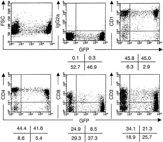 Fig. 5. Transduced CD34++Lin− UCB cells generate T cells expressing high levels of GFP in FTOC. Flow cytometric analysis of thymocytes recovered from FTOC initiated with transduced CD34++Lin− UCB cells that were not selected for GFP expression (in this experiment, 40% GFP+ cells at initiation of FTOC) before initiation of FTOC. After 35 days of culture, thymocytes recovered from FTOC were stained with IgG1 PE (not shown), IgG2a PE, CD1 PE, CD3 PE, CD4 PE, CD8α PE and analyzed by flow cytometry. Dot plots show forward scatter (FSC) and staining versus GFP expression of live, human cells recovered. The values in the crosses indicate the percentage of cells present in the corresponding quadrant. Quadrants were set to include 99.5% of the cells stained, with isotypic control antibody in the lower quadrants. The data shown are representative of six independent experiments.