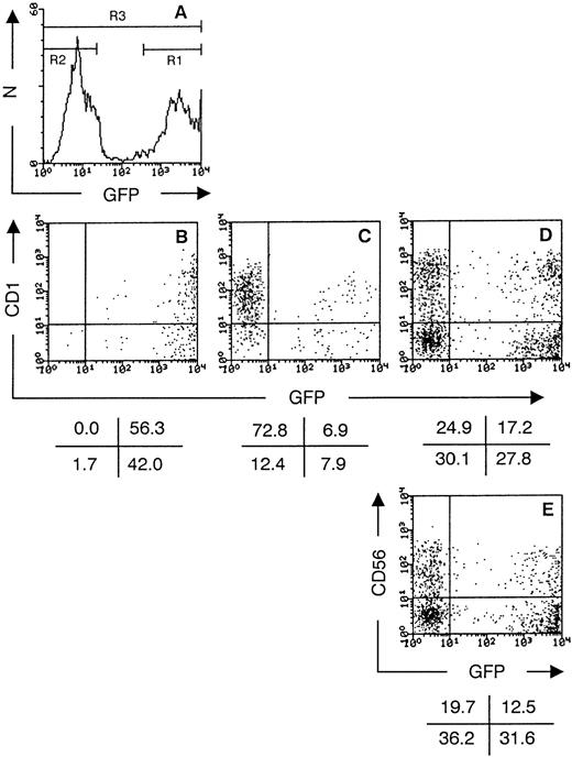 Fig. 6. GFP+ transduced CD34++Lin− UCB cells do not downregulate GFP expression during thymic development in FTOC. Histogram (A) shows the GFP expression of transduced CD34++Lin− UCB 48 hours postinfection (in this experiment, 49% GFP+ cells; N = number of cells). The cells were purified in a GFP+ fraction (sort gate R1) and a GFP− fraction (sort gate R2) by cell sorting. The unseparated population (indicated by R3) served as a control. Dot plots show flow cytometric analysis of thymocytes recovered after 21 days of FTOC and stained with CD1 PE for FTOC initiated with the GFP+ fraction (B), the GFP− fraction (C), and the unseparated population (D). Flow cytometric analysis of thymocytes stained with CD56 PE, gated on CD3 TC− cells, after 21 days of FTOC initiated with the unseparated population (E) is also shown. Dot plots show staining versus GFP expression of live, human cells recovered. The values in the crosses indicate the percentage of cells present in the corresponding quadrant. Quadrants were set to include 99.5% of the cells stained, with isotypic control antibody in lower quadrants. The data shown are representative of two experiments.