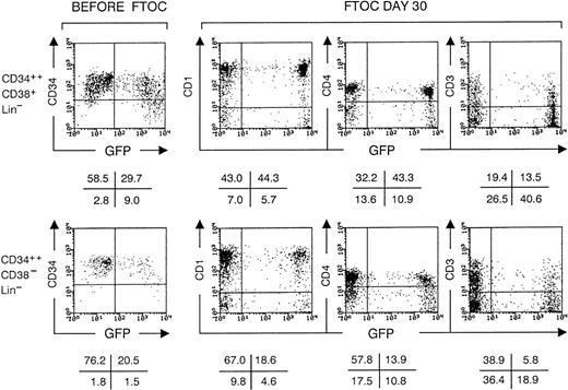 Fig. 7. Both CD38+ and CD38−CD34++Lin− UCB cells generate T cells expressing high levels of GFP in FTOC. Before FTOC indicates flow cytometric analysis of the progeny of CD38+ and CD38− CD34++Lin− UCB cells after culture for 3 days in medium with SCF (100 ng/mL) and IL-3 (50 U/mL) supplemented with retroviral supernatant after 1 day of culture. Dot plots shows CD34 PE staining versus GFP expression gated on live cells. The values in the crosses indicate the percentage of cells present in the corresponding quadrant. Quadrants were set arbitrarily. FTOC day 30 indicates flow cytometric analysis of thymocytes recovered from FTOC initiated with transduced CD38+ and CD38− CD34++Lin− UCB cells shown before FTOC that were not selected for GFP expression before initiation of FTOC. After 30 days of culture, thymocytes recovered from FTOC were stained with IgG1 PE (not shown), CD1 PE, CD4 TC, and CD3 PE and analyzed by flow cytometry. Dot plots show staining versus GFP expression of live, human cells recovered. The values in the crosses indicate the percentage of cells present in the corresponding quadrant. Quadrants were set to include 99.5% of the cells stained, with isotypic control antibody in the lower quadrants. The data shown are representative of three independent experiments.