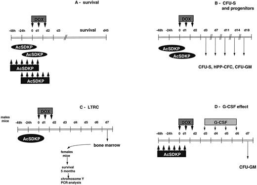 Fig. 1. Treatment schedules. (A) Assessment of the survival. AcSDKP was administred SC, either as a continuous infusion delivered by minipumps (dark ellipses) or as six injections (dark rectangles) beginning either 24 or 48 hours before the first DOX injection. Unless stated otherwise, the total dose of AcSDKP was 7.2 μg/mouse (approximately 360 μg/kg). DOX was given IP at a dose of 2.65 mg/kg/injection twice on the first day and once on the second, to yield a total dose of 7.95 mg/kg. (B) Evaluation of the recovery of progenitors, HPP-CFC and CFU-S. AcSDKP was administered SC as a continuous infusion delivered by minipump beginning 48 hours before the first injection of DOX. The total AcSDKP dose was always 7.2 μg/mouse. (C) Assessment of LTRC survival. AcSDKP was delivered by minipump 48 hours before the first DOX injection. On day 7, male mouse bone marrow was grafted into irradiated female recipients. (D) Combination of AcSDKP with G-CSF. AcSDKP was administered as six injections beginning 48 hours before DOX treatment. G-CSF was injected IP once a day at either 100, 300, or 500 ng/injection/mouse (approximately 5, 15, or 25 μg/kg) for 4 days, beginning on day 3.