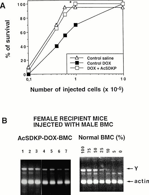 Fig. 4. LTRC protection with AcSDKP in DOX-treated mice. (A) Male donor mice given saline, DOX alone, or in association with AcSDKP administred as a continuous infusion beginning 48 hours before the first DOX injection were killed on day 7. Various numbers of their BMCs were then injected into lethally irradiated female recipients. (A) Recipient mice survival at 5 months postgrafting, as a function of the dose of cells injected, *P < .02 (Student'st-test) between AcSDKP-DOX– and DOX-alone–treated mice. (B) Left panel: Y chromosome PCR analysis of peripheral leukocyte DNA from 7 female mice grafted with bone marrow from male donors given both AcSDKP and DOX. Right panel: Controls consisted of Y chromosome PCR analysis of DNA from a mixture of male and female BMCs (from 0% to 100% male cells) and were used for quantification of the data. Mixed chimerism (an average of 75% donor cells) was seen in all long-term survivors tested.