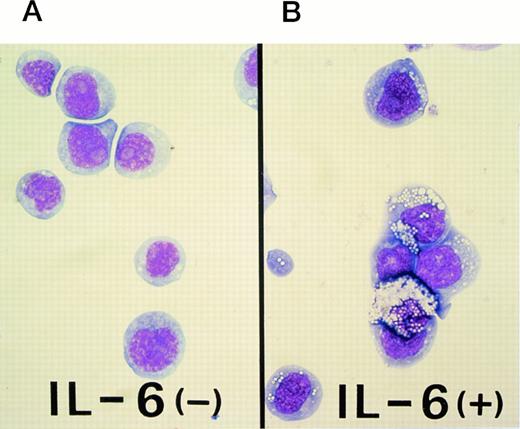 Fig. 1. Differentiation of M1 cells to phagocytic cells induced by IL-6. (A) Uninduced parental M1 cells, which are blast-like cells. (B) M1 cells were induced to differentiate to phagocytic cells (macrophages) by culturing the cells at an initial concentration of 2 × 105 cells/mL for up to 2 days in the presence of 50 ng/mL IL-6. These cells represent phagocytized latex beads.