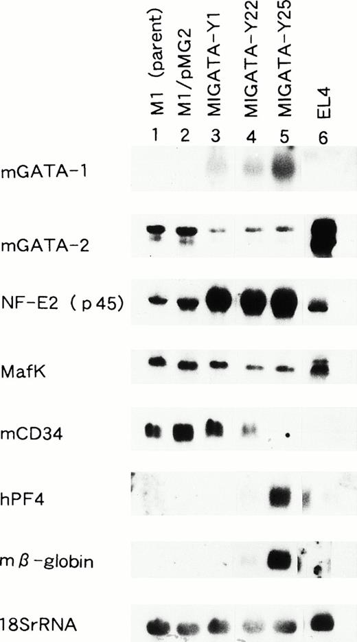 Fig. 4. Northern blot analysis of M1 clonal lines transfected with the GATA-1 expression vector. Lane 1, parental M1 cells; lane 2, M1 cells transfected with the control vector; lane 3, M1GATA-Y1 clone; lane 4, M1GATA-Y22 clone; lane 5, M1GATA-Y25 clone; lane 6, EL-4 murine thymoma cell line. The membrane containing 15 μg total RNA from each cell line was sequentially hybridized with murine GATA-1, murine GATA-2, NF-E2 (p45), Maf K, murine CD34, human platelet factor 4 (hPF 4), murine β-globin, and 18S rRNA probes.