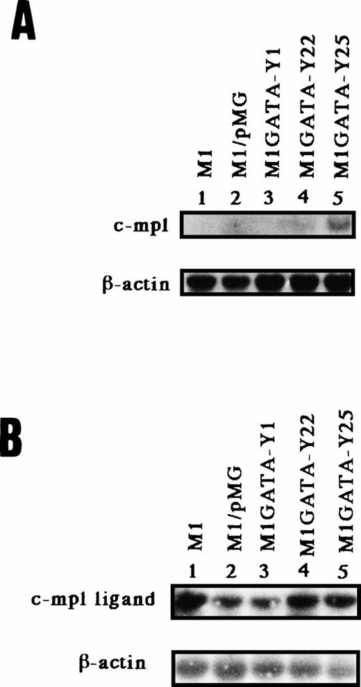 Fig. 5. mRNA expression of murine c-mpl by Northern blot (A) and that of murine c-mpl ligand (thrombopoietin) by RT-PCR followed by Southern blot (B) in the M1 clonal lines stably transfected with the GATA-1 expression vector. The membrane containing 5 μg poly(A)+ RNA from each cell was hybridized with murine c-mpl and β-actin cDNA (A). Murine β-actin was the internal control for RT-PCR (B). Lane 1, parental M1 cells; lane 2, M1 cels transfected with control vector; lane 3, M1GATA-Y1 clone; lane 4, M1GATA-Y22 clone; lane 5, M1GATA-Y25 clone.