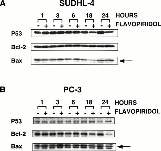 Fig. 5. Effect of flavopiridol on p53, bcl2, and bax proteins. Exponentially growing SUDHL4 cells (A) and PC3 cells (B) were treated with 500 nmol/L of flavopiridol for 1, 3, 6, 18, and 24 hours. Cells were washed with PBS, lysed, and Western blot analysis performed as described in Materials and Methods. Proteins were visualized by autoradiography using ECL. The arrows indicate the position of the bax protein.