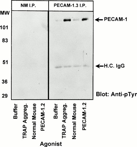 Fig. 5. PECAM-1 dimerization results in its tyrosine phosphorylation. Washed platelets (1 × 109/mL) were incubated at 37°C with the following agonists in the presence of 2 mmol/L CaCl2, 1 mmol/L MgCl2, and 100 μg/mL fibrinogen: (1) buffer (in the presence of stirring), (2) 7 μmol/L TRAP for 5 minutes under stirring conditions (fully aggregated), (3) 10 μg/mL normal mouse IgG1 F(ab′)2fragments for 30 minutes (stirred), and (4) 10 μg/mL PECAM-1.2 F(ab′)2 for 30 minutes (stirred). After detergent lysis, immunoprecipitations (IP) were performed using either normal mouse IgG1 (NM, left panel) or PECAM-1.3 (right panel). Bound proteins were resolved by 12.5% SDS-PAGE and analyzed by immunoblotting using an HRP-conjugated antiphosphotyrosine antibody (PY-20). Arrows indicate the positions of tyrosine phosphorylated PECAM-1 and the heavy chain of IgG.
