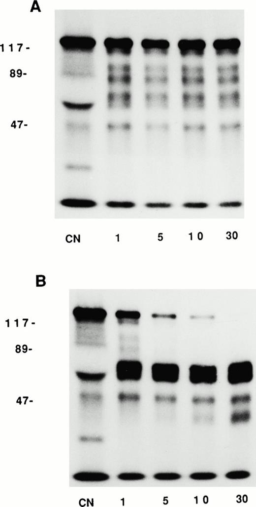 Fig. 7. Effect of PK activation on the cleavage of HK. HUVECs were preincubated with 20 nmol/L 125I-HK for 1 hour at 37°C. Unbound 125I-HK was removed and either buffer (A) or 20 nmol/L PK (B) was added for 1 to 30 minutes. The cells were washed and solubilized in electrophoresis sample buffer containing 2% β-mercaptoethanol. The proteins were boiled, separated on 10% SDS-PAGE, and analyzed by autoradiography. The numbers to the left of the photographs represent molecular mass standards in kilodaltons. The numbers at the bottom of the gels refer to the time (in minutes) that the cells were incubated with PK. CN refers to 125I-HK directly added to the gel.