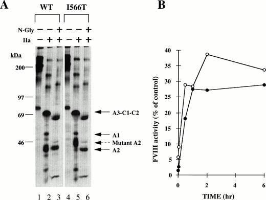 Fig. 4. Effect of N-glycanase for I566T mutant FVIII. (A) Immunoprecipitated WT and I566T mutant from radiolabeled CM were treated with nothing (IIa−, N-Gly−) or thrombin (IIa+, N-Gly−) or N-glycanase after thrombin (IIa+, N-Gly+) before SDS-PAGE as described in the Materials and Methods. Molecular weight size markers are shown on the left. A3-C1-C2, A1, A2, and mutant A2 fragments are indicated at the right. (B) FVIII in conditioned medium as well as in patient's plasma were incubated with 10 U/mL of N-glycanase at 37°C. FVIII activity after increasing times was determined by one stage clotting assay. Data are plotted as the percent activity of the mutant compared with the WT-recombinant (○) or plasma-derived (•) FVIII, respectively. Data represent the average of two independent experiments.
