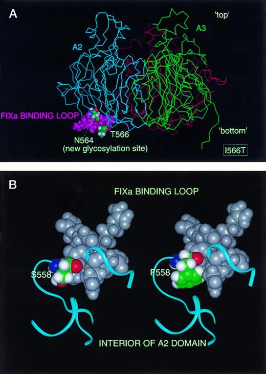 Fig. 7. Structural model of FVIII mutations I566T and S558F. (A) Homology model of the triplicated A domains of FVIII is shown as viewed perpendicular to threefold axis with “top” of molecule to top of Fig Red, blue, and green represent A1, A2, and A3 subunit, respectively. Binding loop of factor IXa is shown as magenta CPK spheres. N564 (new N-glycosylation site) and T566 are colored by atom (carbon, green; hydrogen, white; oxygen, red; nitrogen, blue). (B) Factor IXa binding loop 558 to 565 shown in CPK spheres: residue 558 colored by atom, 559 to 565 in gray. Blue ribbons represent the alpha-carbon trace of neighboring residues in the A2 domain. Left, WT S558; Right, variant F558 (reminimized).
