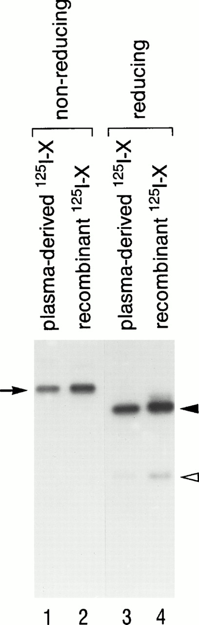 Fig. 1. SDS-PAGE of plasma-derived 125I-X and recombinant 125I-X in 15% polyacrylamide gels. Plasma-derived 125I-X (lanes 1 and 3) and recombinant125I-X (lanes 2 and 4) were subjected to 15% SDS-PAGE and autoradiography, under nonreducing conditions (lanes 1 and 2) and reducing conditions (lanes 3 and 4) (68-kD single chain; 47-kD heavy chain; 23-kD light chain).