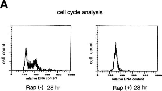 Fig. 3. Effect of Rap on the cell growth (A), cdk2 kinase activity, p70 S6 kinase activity, cyclin E- and A-dependent kinase activity (B), cdk4 kinase activity, cdk6 kinase activity. cyclin D2- and D3-dependent kinase activity (C) in exponentially growing ED-40515(−) cells. (A) ED-40515(−) cells were incubated with or without 10 nmol/L Rap for 28 hours, then fixed with 70% ethanol for 1 hour and stained with 50 μmol/L acridine orange in PBS/0.1% glucose for 1 hour. The relative DNA content was determined by a flow cytometric analysis. (B) ED-40515(−) cells (4 × 106 cells) cultured with or without 10 nmol/L Rap for the indicated times were harvested and immunoprecipitated with anti-cdk2 antibody, anti-p70 S6 kinase antibody, anti-cyclin E antibody, or anti-cyclin A antibody. The kinase activity of the immunoprecipitates was assayed with histone H1 or S6 peptide as a substrate. Each column represents the average of triplicate samples with ± SD. (C) ED-40515(−) cells (4 × 106 cells) cultured with or without 10 nmol/L Rap for the indicated times were harvested and immunoprecipitated with anti-cdk4 antibody, anti-cdk6 antibody, anti-cyclin D2 antibody, or anti-cyclin D3 antibody. The kinase activity of the immunoprecipitates was assayed with GST-Rb as a substrate. Each column represents the average of triplicate samples ± SD.
