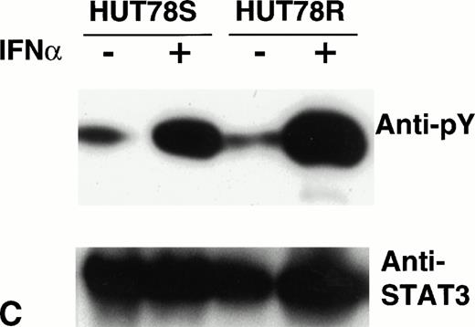 Fig. 6. Phosphorylation of STAT proteins in HUT78 cells. The cells were treated with (+) or without (−) IFNα (10,000 U/mL for 5 minutes) and whole cell extracts were prepared for immunoprecipitation with anti-STAT antibody. The immunocomplex was then analyzed by Western blot using anti-phosphotyrosine (anti-pY) antibody (upper panel). The same blot was stripped and reprobed with anti-STAT antibody to determine the levels of protein in each lane (lower panel). STAT1 immunoprecipitation is shown in Figure 6A, STAT2 in Figure 6B, and STAT3 in Figure 6C. The arrow in Figure 6B indicates the location of STAT2 and activated STAT1 (doublet) was coprecipitated with STAT2 in HUT78S cells only (Fig 6B, upper panel).