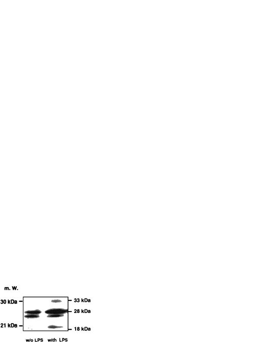 Fig. 2. Western blot analysis probing IL-1β in cell lysates of unstimulated and LPS-stimulated THP-1 cells. An amount of 50 μg/lane of cell lysates obtained from DH-VD3–pretreated THP-1 cells was blotted and incubated with an anti–IL-1β antibody as described in the Materials and Methods. The left panel represents lysates of unstimulated cells, whereas the right panel depicts lysates of cells stimulated with 100 ng/mL of S minnesota Re 595 LPS. Marked are sizes of the IL-1β precursor protein (33 kD) and the caspase-1 IL-1β cleavage products of 28 kD and 18 kD. The 18-kD fragment represents the mature secretory IL-1β (mIL-1β).