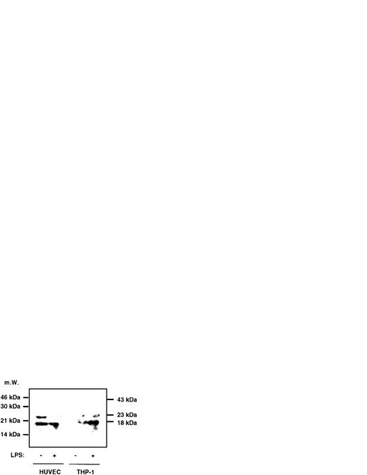 Fig. 4. Immunoprecipitation followed by Western blotting of supernatants of HUVECs and THP-1 cells. HUVECs and THP-1 cells were stimulated with 0.1 μg/mL LPS for 4 hours and 1.5 mL of the supernatant was immunoprecipitated with a polyclonal anti–IL-1β antiserum, followed by Western blotting as described in the Materials and Methods. No signal in any lane could be observed at 31 kD, the size of the IL-1β precursor molecule, whereas at 18 kD a signal can be seen in HUVECs and stimulated THP-1 cells. At 23 kD, the lower band of Ig can be observed. The position of the Ig heavy chain is 43 kD.