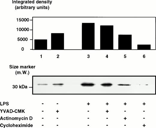 Fig. 7. Western blot analysis of pIL-1β in lysates of DH-VD3–pretreated THP-1 cells that were treated with various inhibitors before LPS stimulation. DH-VD3–pretreated THP-1 cells were stimulated with 100 ng/mL of S minnesota Re 595 LPS in the absence or presence of various inhibitors, as indicated. Total lysate (30 μg protein/lane) was fractionated by SDS-PAGE, transferred to nitrocellulose, and immunoblotted. The 33-kD IL-1β precursor protein reacts with an anti–IL-1β antibody as described in the Materials and Methods. Concentrations of the inhibitors used were 5 ng/mL actinomycin D, 5 μg/mL cycloheximide, and 20 μmol/L for YVAD-CHO and YVAD-CMK.