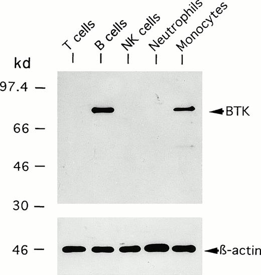 Fig. 1. Immunoblot detection of BTK expressed in blood leukocyte populations from normal donors. Neutrophils were isolated from the blood by dextran sedimentation and Ficoll-Hypaque gradient centrifugation. CD3+ T cells, CD20+ B cells, CD16+ NK cells, and CD14+ monocytes were purified from mononuclear cells by electronic sorting. The cells were subjected to immunoblot analysis using anti-BTK or anti–β-actin MoAbs.