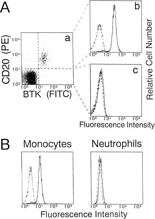 Fig. 2. Flow cytometric analysis of BTK expression in blood leukocytes from normal donors. (A) Two-color immunofluorescence analysis of BTK expression in B cells and non-B cells. Mononuclear cells were stained with PE-labeled anti-CD20 MoAb, fixed, and permeabilized. The cells were then reacted with anti-BTK or irrelevant control MoAbs and further incubated with FITC-labeled secondary antibody. The dot plot map (a) shows the two-color pattern of lymphocytes gated by forward and right angle right scatter. A second gate was set to include CD20+ B cells (b) and non-B cells (c), and the BTK expression in each cell population is presented as a histogram. (B) Analysis of BTK expression in monocytes and neutrophils. Mononuclear cells or neutrophils were stained for BTK as described above. BTK expression in monocytes was evaluated by gating on CD14+ population. The dashed line indicates the control antibody. Five thousand cells were evaluated in each gated population.
