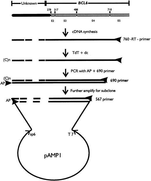 Fig. 1. A schematic representation of 5′ RACE strategy.