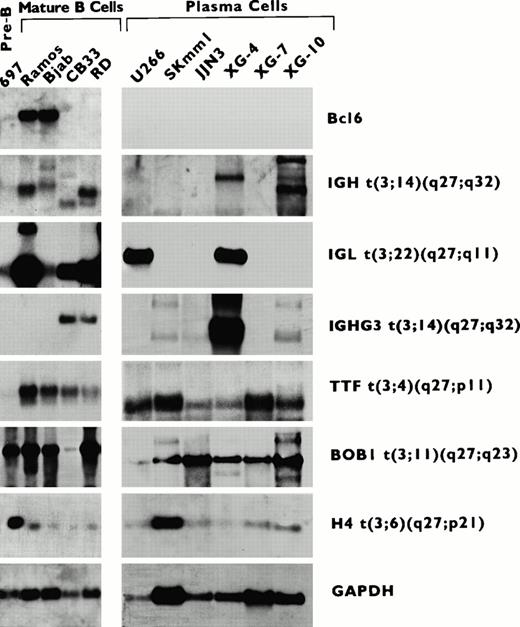 Fig. 4. RNA expression of BCL6 and its fusion partner genes in a series of B-cell lines at different stages of differentiation (top panel). Cell lines described in Table1. A mouse glyceraldehyde-3-phosphate dehydrogenase (GAPDH) probe was used to estimate the amount of blotted RNA. The genes that fused to BCL6 are labeled on the right. The different sizes of IGH, IGHG3, and IGL transcripts represent the products of physiological rearrangements of these genes.