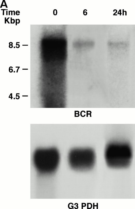 Fig. 4. (A) Northern blot analysis of IFN-α–treated KT-1 cells. The blot was transferred to nitrocellulose and successfully hybridized to the indicated probes. KT-1 cells were exposed to IFN-α (1,000 U/mL) for indicated times. Time points were 6 and 24 hours' exposure to IFN-α. (B) Northern blot analysis of IFN-α–treated K562 cells. K562 cells were exposed to IFN-α (1,000 U/mL) for 24 hours. (C) Northern blot analysis of IFN-γ–treated KT-1 cells. KT-1 cells were exposed to IFN-γ (1,000 U/mL) for indicated times. Time points were 6 and 24 hours' exposure to IFN-γ.