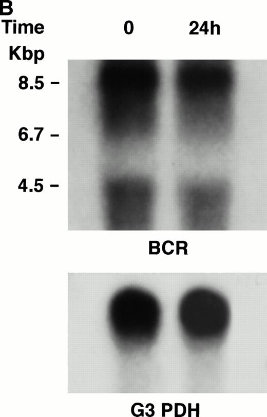 Fig. 4. (A) Northern blot analysis of IFN-α–treated KT-1 cells. The blot was transferred to nitrocellulose and successfully hybridized to the indicated probes. KT-1 cells were exposed to IFN-α (1,000 U/mL) for indicated times. Time points were 6 and 24 hours' exposure to IFN-α. (B) Northern blot analysis of IFN-α–treated K562 cells. K562 cells were exposed to IFN-α (1,000 U/mL) for 24 hours. (C) Northern blot analysis of IFN-γ–treated KT-1 cells. KT-1 cells were exposed to IFN-γ (1,000 U/mL) for indicated times. Time points were 6 and 24 hours' exposure to IFN-γ.