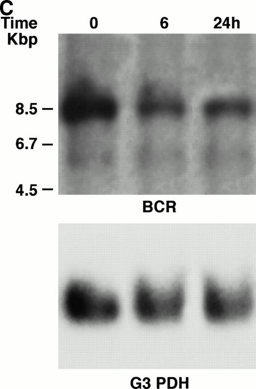 Fig. 4. (A) Northern blot analysis of IFN-α–treated KT-1 cells. The blot was transferred to nitrocellulose and successfully hybridized to the indicated probes. KT-1 cells were exposed to IFN-α (1,000 U/mL) for indicated times. Time points were 6 and 24 hours' exposure to IFN-α. (B) Northern blot analysis of IFN-α–treated K562 cells. K562 cells were exposed to IFN-α (1,000 U/mL) for 24 hours. (C) Northern blot analysis of IFN-γ–treated KT-1 cells. KT-1 cells were exposed to IFN-γ (1,000 U/mL) for indicated times. Time points were 6 and 24 hours' exposure to IFN-γ.