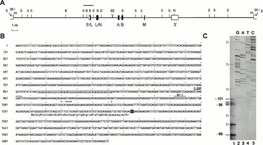 Fig. 1. Exon structure of the human CGM6 gene, DNA sequence of the putative promoter and determination of the transcriptional start sites. (A) Restriction endonuclease map of the genomic insert from cosmid clone F19632, encompassing the CGM6gene, flanked by a pair of EcoRI/SfiI restriction endonuclease sites in the vector (S =SstI, E = EcoRI, B = BamHI, N =NarI). Boxes indicate the exons (L = leader, N = N-terminal domain, A and B = immunoglobulin constant-like domains, M = membrane domain). Open boxes correspond to the 5′- and 3′-untranslated regions. The bar above the first exon and flanking sequence designates the Sst I restriction endonuclease DNA fragment, whose sequence is shown in (B). The nucleotide sequence is numbered from the upstream SstI restriction endonuclease site (numbers at the left). The derived amino acid sequence from the leader exon is shown below the DNA sequence and the start of the intron 1 donor site (GT) is inversely shaded. Multiple transcriptional start sites are indicated as open triangles above the corresponding nucleotides. Further upstream, SP-1 and C-EBP concensus sequences are overlined and labeled. A simple repetitive DNA sequence is underlined. (C) Primer extension analysis to determine the transcriptional start site of the CGM6 gene (lane 1). Extension products only seen using CML leukocyte RNA are indicated by bars at the left and their nucleotide positions relative to the translational start site (+1) are included. Open triangles point out unspecific extension products that were also seen using RNA from a colon adenocarcinoma (LoVo) and a cervix carcinoma (HeLa) cell line as templates (data not shown). Lanes 2 to 5 show the DNA sequencing reaction with the 1.7-kbSstI restriction endonuclease DNA fragment as a template and using the same oligonucleotide primer as for the primer extension analyses. This allows direct identification of the transcriptional start sites.
