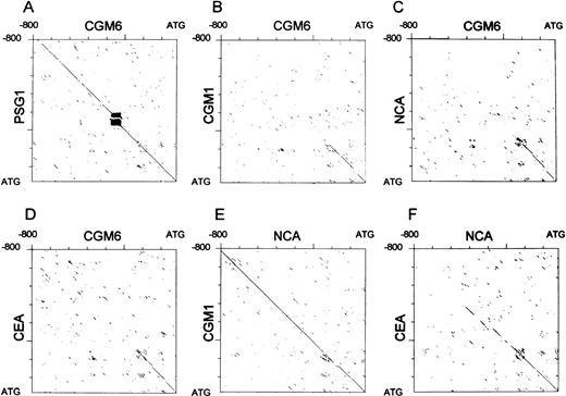 Fig. 2. Dot matrix analysis of the putative CGM6 gene promoter region and corresponding regions from other members of the human CEA gene family. Dot matrix sequence alignments were performed between the promoter regions of CGM6 and PSG1 (A), CGM1(B), NCA (C), and CEA (D); between NCA andCGM1 (E); and between NCA and CEA (F). In all cases, 800 nucleotides upstream from the translational start site (ATG) were compared and the stringency was set at 12 from 20 nucleotides conserved to register a dot.