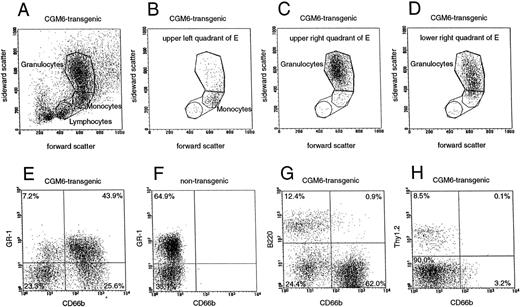 Fig. 6. FACScan analysis of CD66b expression in the bone marrow of a CGM6-transgenic and a nontransgenic mouse. (A) Forward/sideward scatter plot of bone marrow cells from aCGM6-transgenic mouse. The three main cell populations (lymphocytes, monocytes, and granulocytes) are gated separately or together for three-color fluorescence analyses, seen in the lower part of the figure (E-H) where four cell populations are shown and the percentages of events per quadrant are calculated. Double-labeling of bone marrow cells from a CGM6-transgenic mouse (E, G, and H) and from a nontransgenic mouse (F) with a FITC-labeled, CD66b-specific monoclonal antibody (x axis) and PE-labeled antibodies (y axis) for (E and F) a myeloid differentiation antigen (anti-GR-1), (G) a B-lymphocyte–specific marker (B220), and (H) a T-lymphocyte–specific marker (Thy-1). For the latter, only the lymphocyte-gated cell population was analyzed. (B) Forward/sideward scatter plot analysis of the GR-1 positive, CD66b-negative population from E; upper left quadrant. (C) Forward/sideward scatter plot analysis of the GR-1–positive, CD66b-positive population from E; upper right quadrant. (D) Forward/sideward scatter plot analysis of the GR-1–negative, CD66b-positive population from E; lower right quadrant.