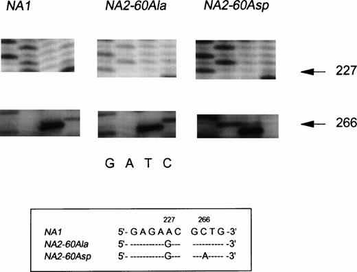 Fig. 4. Sequence analysis of cDNA, derived from NA(1+2+)SH(+) neutrophils. The nucleotide differences between the three transcripts are shown in the box below the figure. Panel 1 shows the normal NA1-FcγRIIIB–derived sequence as indicated by the presence of an A at nucleotide position 226. The sequence shown in panel 2 is derived from an NA260Ala-FcγRIIIBclone (226G and 266C). The third distinct transcript is derived from anNA2SH-FcγRIIIB gene. The sequence is identical to the NA260Ala-FcγRIIIB sequence except for the A at nucleotide position 266, encoding an Asp at amino acid position 60.