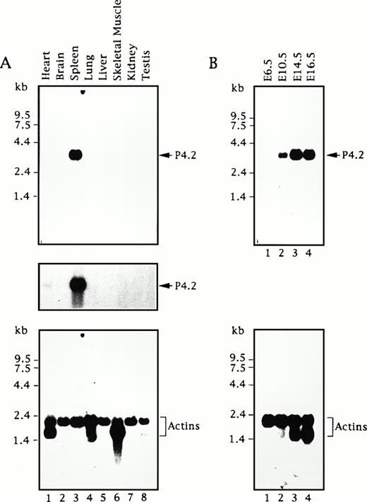 Fig. 1. P4.2 mRNA expression during mouse development. Northern blot analysis of RNAs from adult mouse tissues (A) and embryos at various embryonic ages (B) was conducted as described in the Materials and Methods. A 714-bp mouse P4.2 cDNA fragment containing the 3′ portion of the P4.2-coding region was used as the probe. The P4.2-hybridization signal was visualized by autoradiography (top). A longer exposure of the blot in (A) is shown in the middle. As the control, the same blots were stripped and rehybridized with a32P-labeled β-actin cDNA probe (bottom).