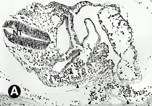 Fig. 2. P4.2 gene expression during early gestation embryos. In situ hybridization analysis was used to detect P4.2 expression in mouse embryos at E7.5 (A and B) and E8.5 days (C and D). Sagittal sections of embryos within the deciduas were hybridized with the P4.2 antisense riboprobe. (A and C) Bright-field illumination; (B and D) dark-field illumination. Upon examination of multiple embryo sections, P4.2-specific labeling was detected in erythroid cells in the early heart region and blood vessels (indicated by arrowheads in A and B). NT, neural tube. The blood islands (BI) of the visceral yolk sac (YS) in (C) and (D) also show P4.2 hybridization. Micrographs were taken with a 20× (A and B) or 40× (C and D) objective.