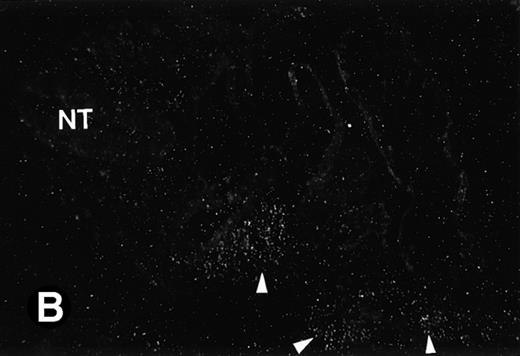Fig. 2. P4.2 gene expression during early gestation embryos. In situ hybridization analysis was used to detect P4.2 expression in mouse embryos at E7.5 (A and B) and E8.5 days (C and D). Sagittal sections of embryos within the deciduas were hybridized with the P4.2 antisense riboprobe. (A and C) Bright-field illumination; (B and D) dark-field illumination. Upon examination of multiple embryo sections, P4.2-specific labeling was detected in erythroid cells in the early heart region and blood vessels (indicated by arrowheads in A and B). NT, neural tube. The blood islands (BI) of the visceral yolk sac (YS) in (C) and (D) also show P4.2 hybridization. Micrographs were taken with a 20× (A and B) or 40× (C and D) objective.
