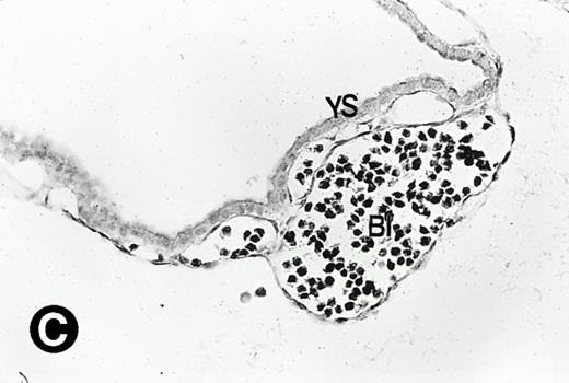 Fig. 2. P4.2 gene expression during early gestation embryos. In situ hybridization analysis was used to detect P4.2 expression in mouse embryos at E7.5 (A and B) and E8.5 days (C and D). Sagittal sections of embryos within the deciduas were hybridized with the P4.2 antisense riboprobe. (A and C) Bright-field illumination; (B and D) dark-field illumination. Upon examination of multiple embryo sections, P4.2-specific labeling was detected in erythroid cells in the early heart region and blood vessels (indicated by arrowheads in A and B). NT, neural tube. The blood islands (BI) of the visceral yolk sac (YS) in (C) and (D) also show P4.2 hybridization. Micrographs were taken with a 20× (A and B) or 40× (C and D) objective.