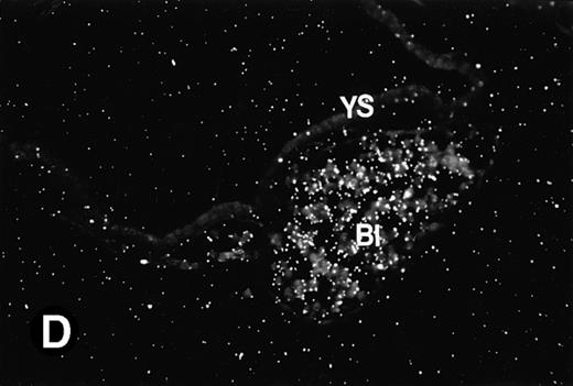 Fig. 2. P4.2 gene expression during early gestation embryos. In situ hybridization analysis was used to detect P4.2 expression in mouse embryos at E7.5 (A and B) and E8.5 days (C and D). Sagittal sections of embryos within the deciduas were hybridized with the P4.2 antisense riboprobe. (A and C) Bright-field illumination; (B and D) dark-field illumination. Upon examination of multiple embryo sections, P4.2-specific labeling was detected in erythroid cells in the early heart region and blood vessels (indicated by arrowheads in A and B). NT, neural tube. The blood islands (BI) of the visceral yolk sac (YS) in (C) and (D) also show P4.2 hybridization. Micrographs were taken with a 20× (A and B) or 40× (C and D) objective.