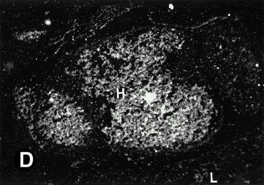 Fig. 3. P4.2 gene expression in E10.5 embryos. Bright-field and dark-field views are displayed of hybridization of sagittal sections of embryos at E10.5 days with the P4.2 antisense riboprobe (A and B). Higher-power views of the heart (C and D) or liver (E and F) region are also shown. P4.2 hybridization signal was observed in the erythroid cells in the sinusoids and vessels of the liver (representatives are marked with arrowheads). (A, C, and E) Bright-field illumination; (B, D, and F) dark-field illumination. H, heart; L, liver. Micrographs were taken with a 10× (A and B) or 20× (C, D, E, and F) objective.