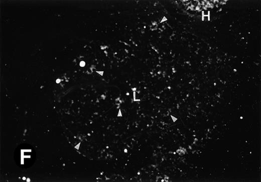 Fig. 3. P4.2 gene expression in E10.5 embryos. Bright-field and dark-field views are displayed of hybridization of sagittal sections of embryos at E10.5 days with the P4.2 antisense riboprobe (A and B). Higher-power views of the heart (C and D) or liver (E and F) region are also shown. P4.2 hybridization signal was observed in the erythroid cells in the sinusoids and vessels of the liver (representatives are marked with arrowheads). (A, C, and E) Bright-field illumination; (B, D, and F) dark-field illumination. H, heart; L, liver. Micrographs were taken with a 10× (A and B) or 20× (C, D, E, and F) objective.