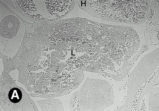 Fig. 5. Expression of the P4.2 transcript during liver development. Shown are bright-field (A, C, E, and G) and dark-field (B, D, F, and H) views of hybridization to the P4.2 antisense riboprobe. (A and B) The liver from an E12.5 (A and B) embryo section; (C and D) the abdominal region containing the liver from an E14.5 (C and D) or E16.5 (E and F) embryo; (G and H) a section of liver from the mouse at 4 weeks after birth. T, thymus; H, heart; L, liver; M, metanephros. Micrographs were taken with a 20× (A, B, G, and H) or 2.5× (C, D, E, and F) objective.