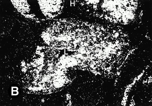 Fig. 5. Expression of the P4.2 transcript during liver development. Shown are bright-field (A, C, E, and G) and dark-field (B, D, F, and H) views of hybridization to the P4.2 antisense riboprobe. (A and B) The liver from an E12.5 (A and B) embryo section; (C and D) the abdominal region containing the liver from an E14.5 (C and D) or E16.5 (E and F) embryo; (G and H) a section of liver from the mouse at 4 weeks after birth. T, thymus; H, heart; L, liver; M, metanephros. Micrographs were taken with a 20× (A, B, G, and H) or 2.5× (C, D, E, and F) objective.