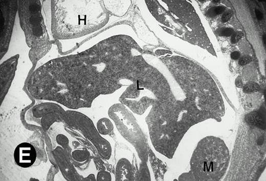 Fig. 5. Expression of the P4.2 transcript during liver development. Shown are bright-field (A, C, E, and G) and dark-field (B, D, F, and H) views of hybridization to the P4.2 antisense riboprobe. (A and B) The liver from an E12.5 (A and B) embryo section; (C and D) the abdominal region containing the liver from an E14.5 (C and D) or E16.5 (E and F) embryo; (G and H) a section of liver from the mouse at 4 weeks after birth. T, thymus; H, heart; L, liver; M, metanephros. Micrographs were taken with a 20× (A, B, G, and H) or 2.5× (C, D, E, and F) objective.