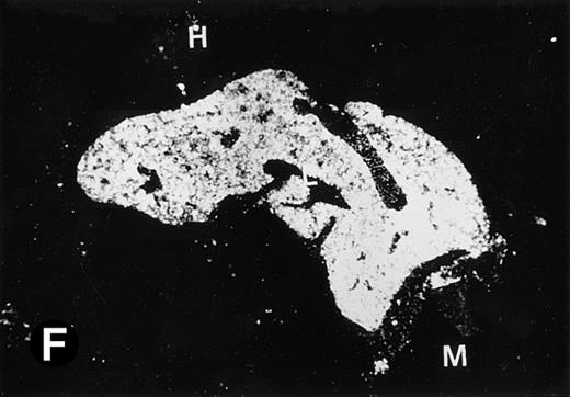 Fig. 5. Expression of the P4.2 transcript during liver development. Shown are bright-field (A, C, E, and G) and dark-field (B, D, F, and H) views of hybridization to the P4.2 antisense riboprobe. (A and B) The liver from an E12.5 (A and B) embryo section; (C and D) the abdominal region containing the liver from an E14.5 (C and D) or E16.5 (E and F) embryo; (G and H) a section of liver from the mouse at 4 weeks after birth. T, thymus; H, heart; L, liver; M, metanephros. Micrographs were taken with a 20× (A, B, G, and H) or 2.5× (C, D, E, and F) objective.