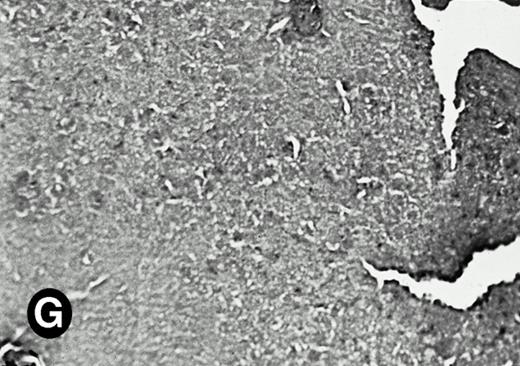 Fig. 5. Expression of the P4.2 transcript during liver development. Shown are bright-field (A, C, E, and G) and dark-field (B, D, F, and H) views of hybridization to the P4.2 antisense riboprobe. (A and B) The liver from an E12.5 (A and B) embryo section; (C and D) the abdominal region containing the liver from an E14.5 (C and D) or E16.5 (E and F) embryo; (G and H) a section of liver from the mouse at 4 weeks after birth. T, thymus; H, heart; L, liver; M, metanephros. Micrographs were taken with a 20× (A, B, G, and H) or 2.5× (C, D, E, and F) objective.