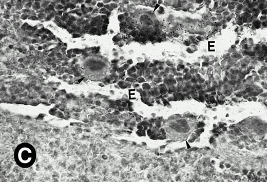 Fig. 6. P4.2 gene expression in the mouse spleen and bone marrow. Shown are in situ hybridization analysis of serial spleen sections from a 15-day-old mouse (A through D) using the P4.2 antisense riboprobe. A representative region of red pulp (RP) or white pulp (WP) in the spleen is indicated in (A) and (B). Higher-power views of a red pulp region are shown in (C) and (D). The lightly stained areas (labeled with “E”) enrich more mature erythroid cells and show substantial P4.2 hybridization. Arrowheads indicate isolated megakaryocytes. Sections containing bone marrows from a 7-day-old mouse (E and F) were also hybridized with the P4.2 antisense riboprobe. A representative erythroid colony in the bone marrow is labeled with “E.” Micrographs were taken with a 20× (A and B) or 40× (C through F) objective. (A, C, and E) Bright-field illumination; (B, D, and F) dark-field illumination.